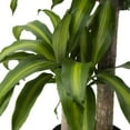 thumbnail image 7 of American Plant Exchange Dracaena Massangeana 'Corn Plant' in 10" Pot, Mass Cane Stump, Easy Care Houseplant, Air Purifying, 7 of 7