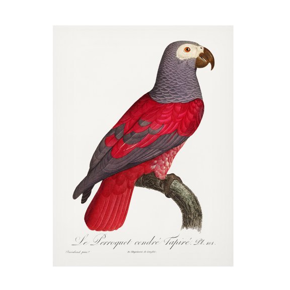 Trademark Fine Art Francois Levaillant Levaillant Parrot XI Canvas Wall Art