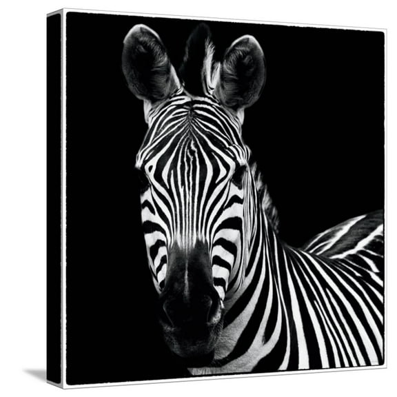 Art.com Zebra II Square Stretched Canvas Print Wall Art by Debra Van Swearingen, 16" x 16"