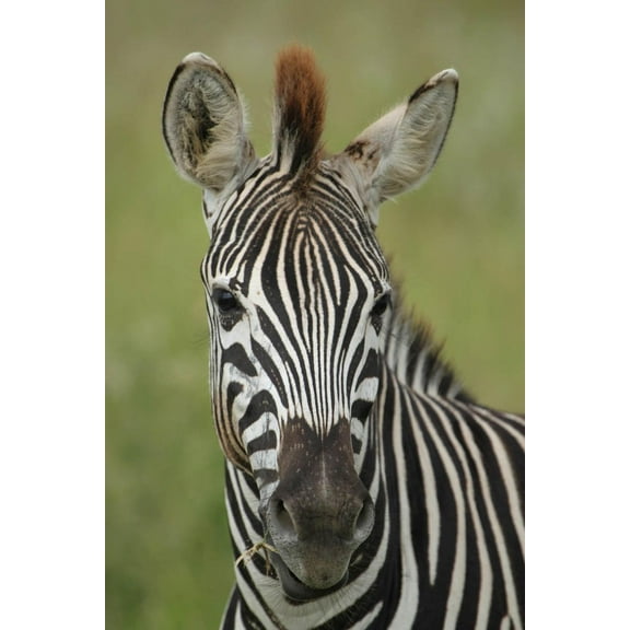 Boer Zebra I Wall Decal