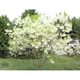 thumbnail image 5 of White Fringe Tree Live Plants, Fragrant, Spring-Flowering, Ornamental, 5 of 5