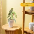thumbnail image 5 of Costa Farms 15" Polka Dot Begonia Live House Plants in 5" Self-Watering Pot, 5 of 11
