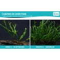 thumbnail image 5 of Canton Aquatics Java Fern Windelov Live Aquarium Plant Green 5-8 in 1 Count, 5 of 10