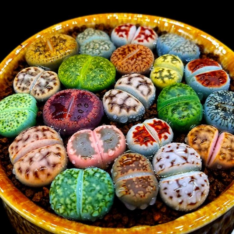 Semi Di Lithops MIX - 50 Semi Piante Grasse Pietre Vive Del Deserto - Cactus Esotico - Foto 7