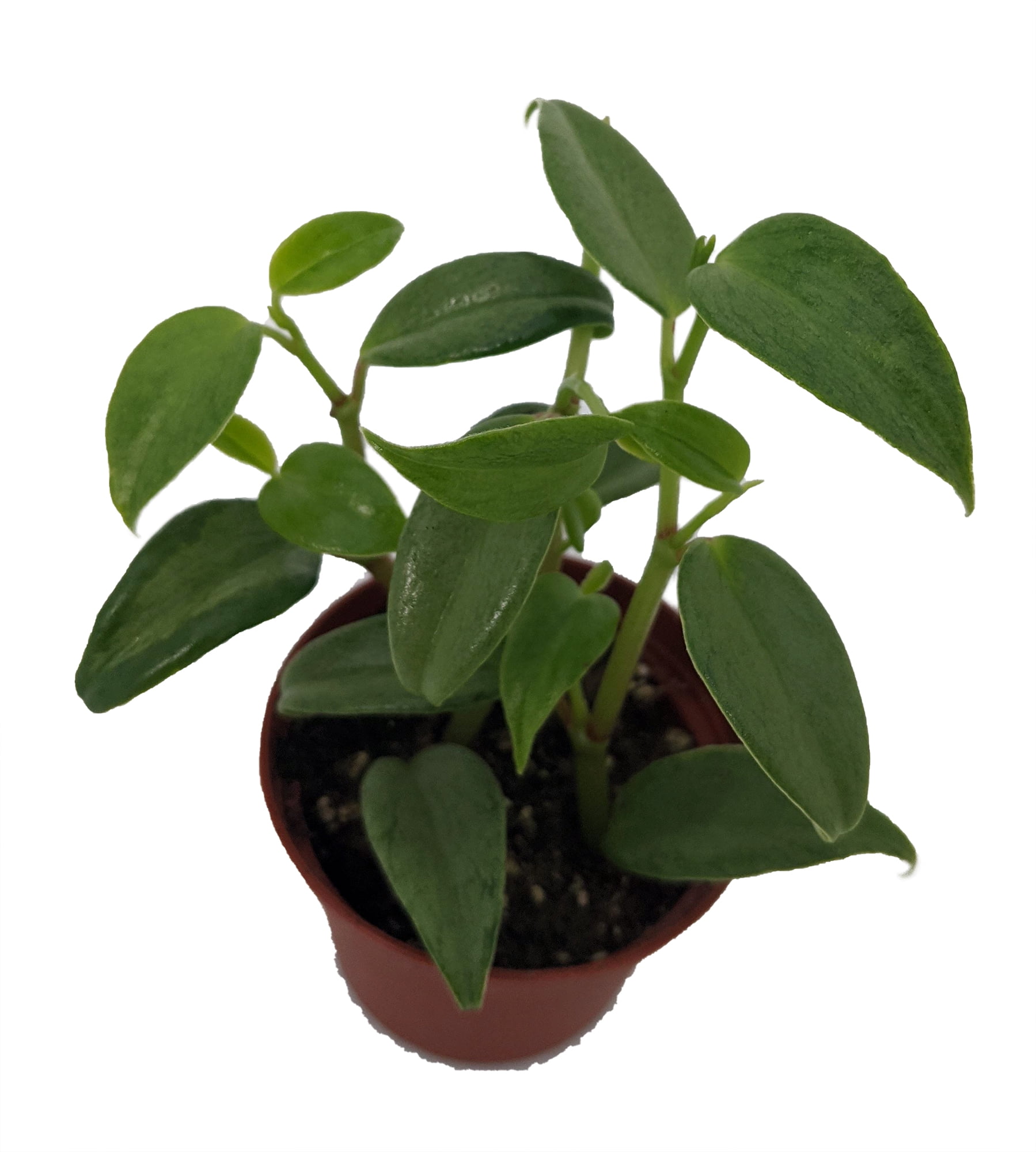 Peperomia cuspidilimba