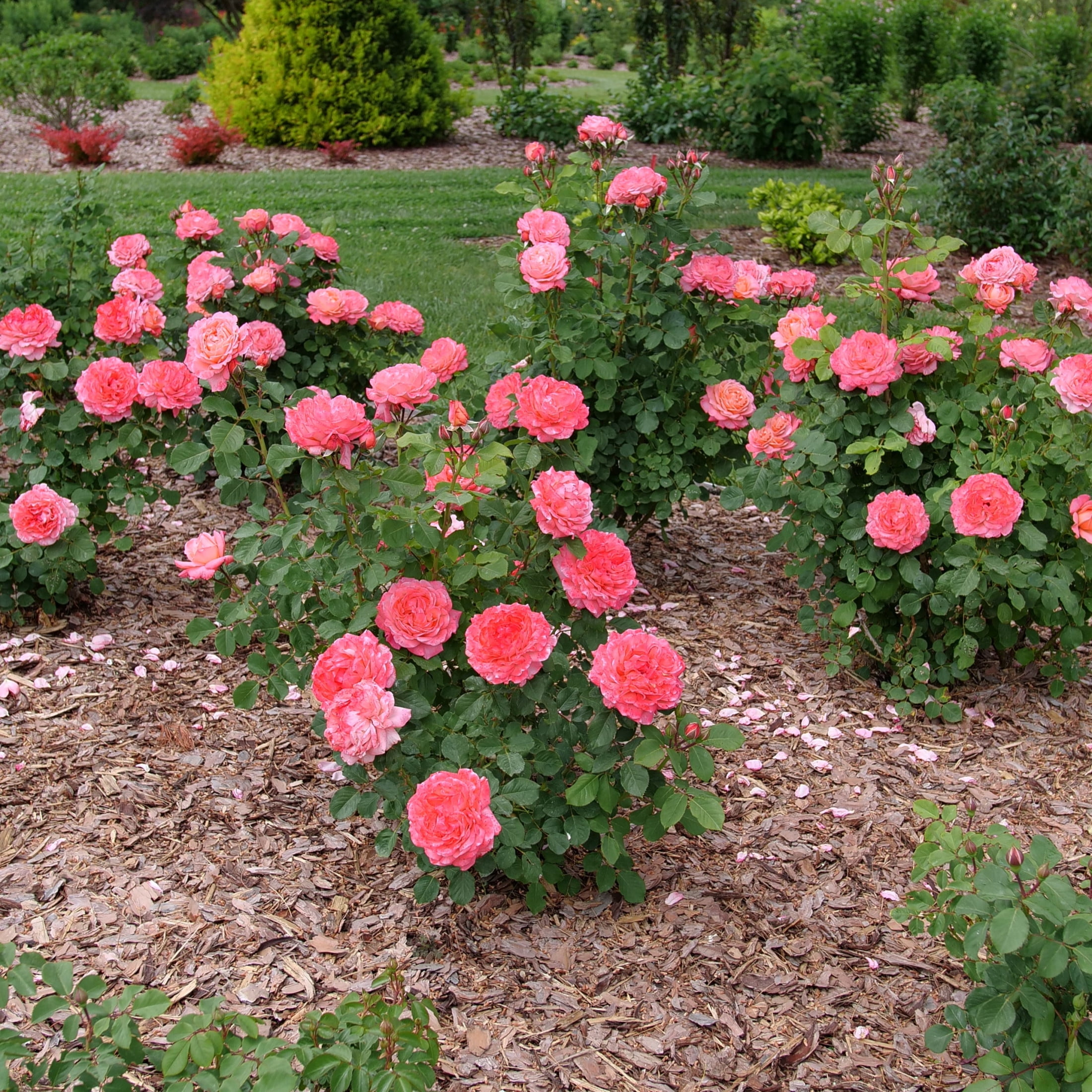 Proven Winners ColorChoice 6" Pink Reminiscent Coral Rose Live Plant in 7.5" Pot