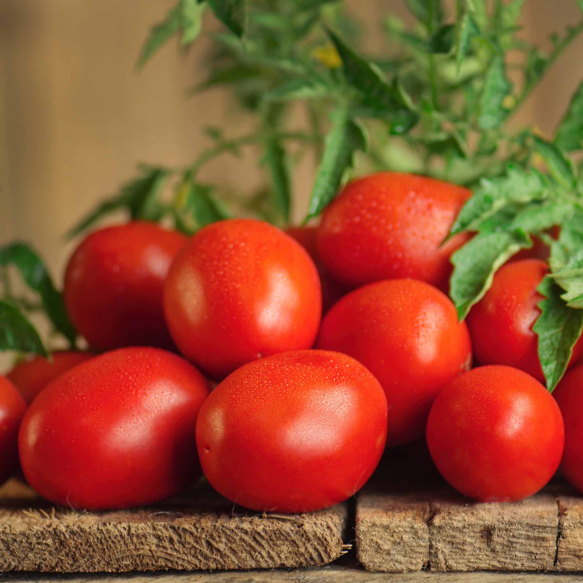 Bonnie Plants Roma Classic Paste Tomato 19.3 oz.