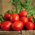 Bonnie Plants Roma Classic Paste Tomato 19.3 oz. - Walmart.com