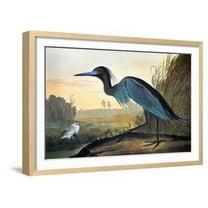Audubon: Little Blue Heron, Animals Framed Art Print Wall Art by John James Audubon Sold by Art.Com