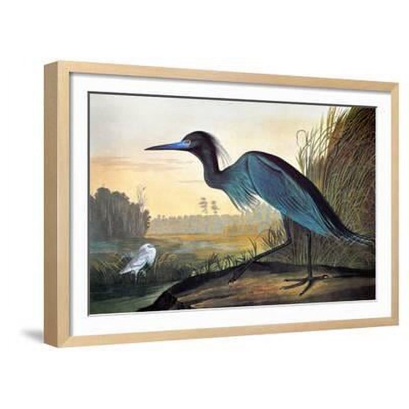 Audubon: Little Blue Heron, Animals Framed Art Print Wall Art by John James Audubon Sold by Art.Com
