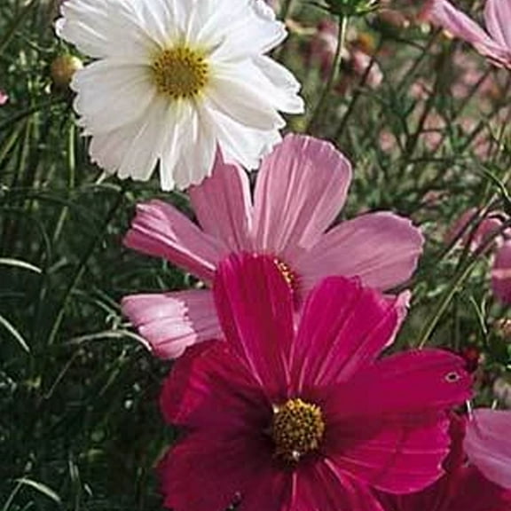 Cosmos Sensation Mix - 1,500 mg ~225 Seeds - Annual Flower Garden Seeds - Cosmos bipinnatus