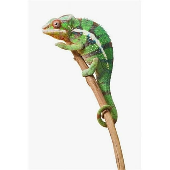 Colourful Panther Chameleon Furcifer Pardalis On A White Background - St. Albert Alberta Canada Poster Print by Corey Hochachka - 12 x 19