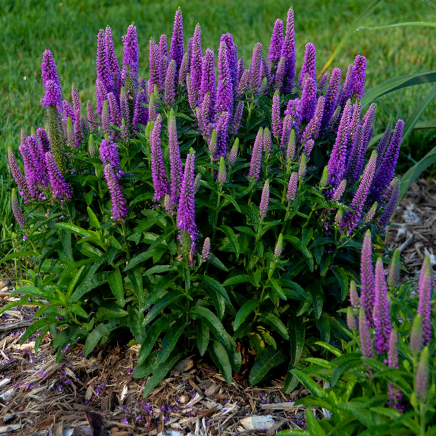 Proven Winners 6" Magic Show 'Purple Illusion' Spike Speedwell Live Plant in 7.5" Pot