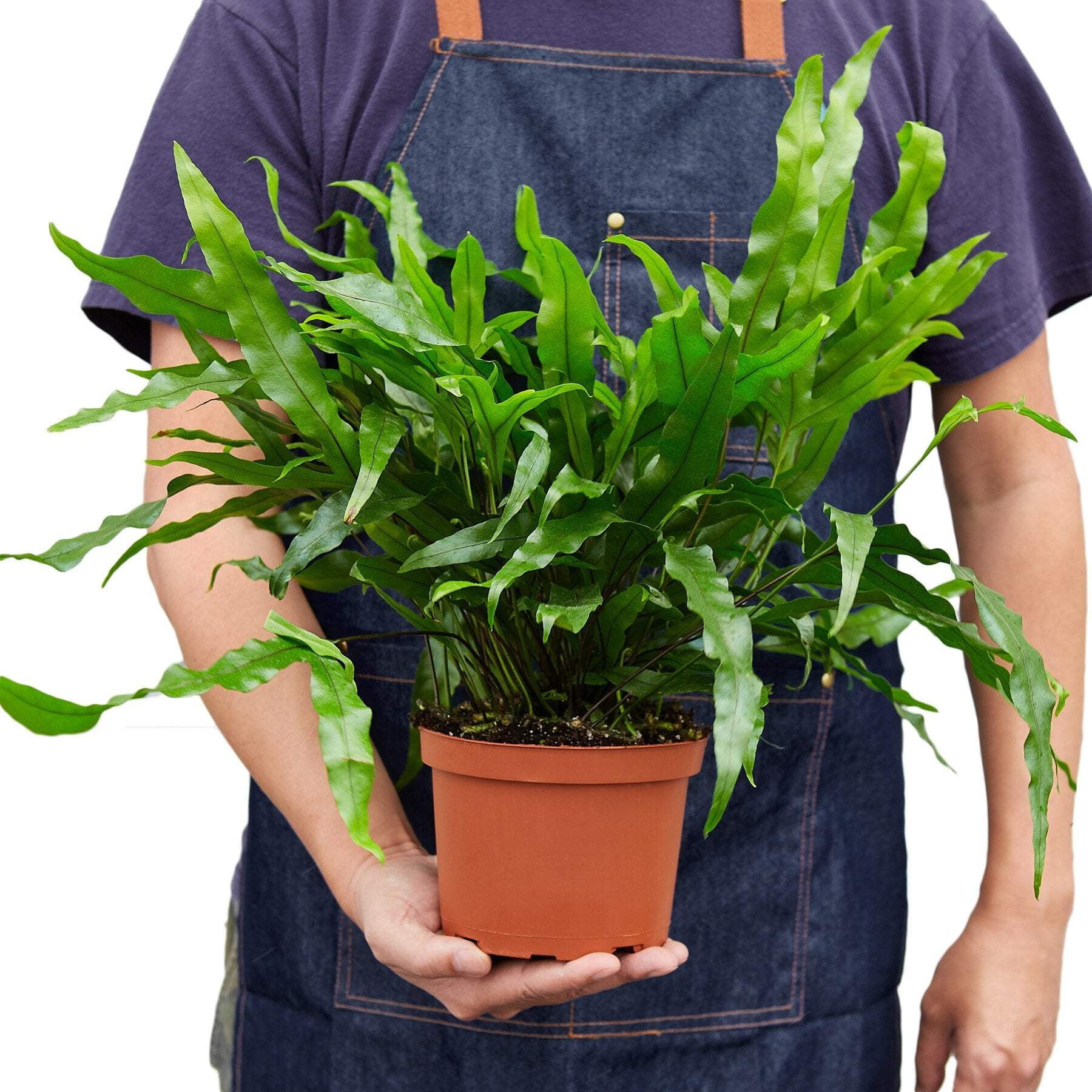 Fern 'Kangaroo Paw', 6" Pot, Indoor Houseplant, Easy Care, Live Plant for Indoor & Outdoor