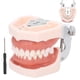 thumbnail image 5 of Modelo de Dientes dentales, Modelo de dentadura, Modelo de Dientes estándar Desmontable, demostración de tipodonto con Destornillador para la práctica docente Ecomeon  no, 5 of 6