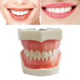 thumbnail image 2 of Modelo de dientes para implantes dentales Estudio didáctico Modelo estándar con dientes extraíbles, 2 of 5
