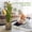 Yellow-green, variant on OLIVIVI Faux Snake Plants 3FT Tall Artificial Silk Agave Plant for Home Office Decor Indoor Outdoor Fake Lifelike Potted Plant with Wood Branches 2 pack