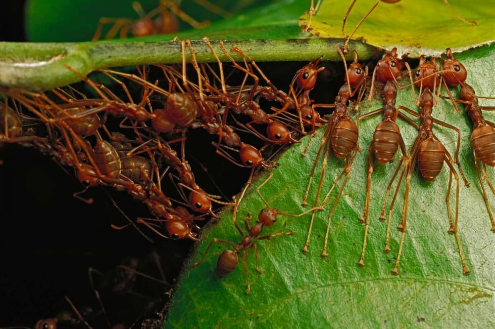 Weaver Ants building nest by pulling on leaves and forming chains