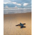 thumbnail image 2 of Graham Eaton Leatherback Turtle Hatchling Print, 2 of 2