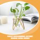 thumbnail image 5 of 1 juego de florero transparente para centro de mesa, maceta para plantar agua, florero de vidrio hidropónico y estante, 5 of 7