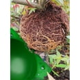thumbnail image 5 of 14 Pieces Plant Rooting Box Propagation Ball, Grafting Box High Pressure Propagation Ball Box Plant Rooting Device (L+M+S, Green), 5 of 5