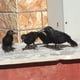 thumbnail image 4 of Modelo de simulación de pájaros negros Fiudx suministros para decoración de fiestas espeluznantes, 4 of 7