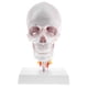 thumbnail image 2 of 1: 1 Tamaño Natural Modelo de con Cervical de Suminitro de Laboratorio Sunnimix Estatua de cráneo de cabeza humana, 2 of 8