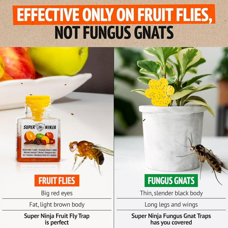 Super Ninja Fruit Fly Trap, 4 Traps, Indoor Ecological Fly Killer