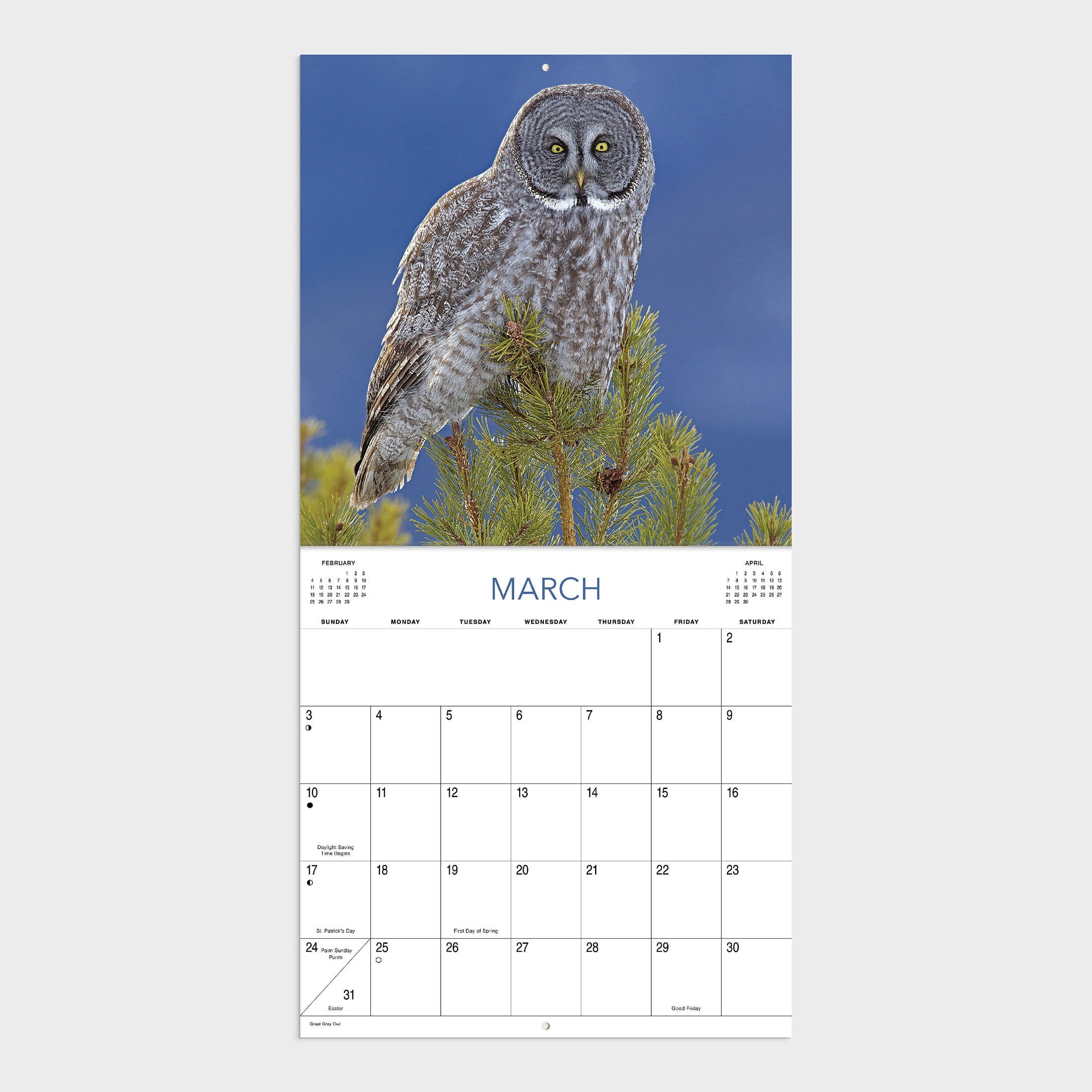 2024- 12 Month Calendar- Owl-12x12 by DaySpring