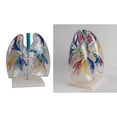 thumbnail image 2 of Transparent PVC Lungs Anatomy Model for Educational Training Aid, Anatomical Liver Model Shows Details of Bronchial Tree, 2 of 17