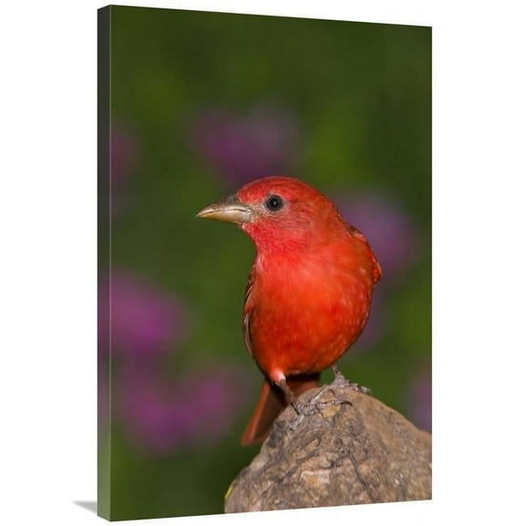 24 x 36 in. Summer Tanager Male, Rio Grande Valley, Texas Art Print - Tom Vezo