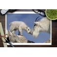 thumbnail image 3 of Mountain Goat and Kid (9x12 Wall Art Print, Home Decor), 3 of 3