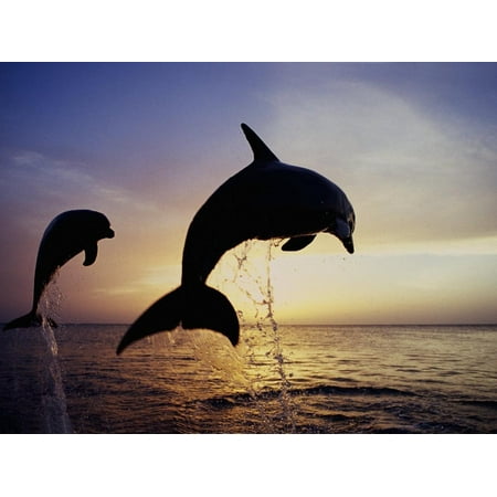 Bottlenose Dolphins Leaping Out of the Water at Twilight (Tursiops Truncatus) Print Wall Art By Marty