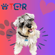 thumbnail image 2 of Placa DE identificación inteligente QR para PERRO TQR BY FAKIRGEEK Schnauzer negro rosa, 2 of 9