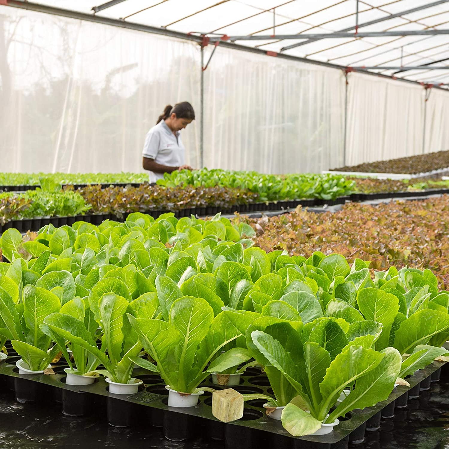 ZeeDix 1.5 inch 4 Sheets Rockwool Cubes 196 Cubes Starter Plugs for Soilless Cultivation Seedlings Plants Hydroponics Germination
