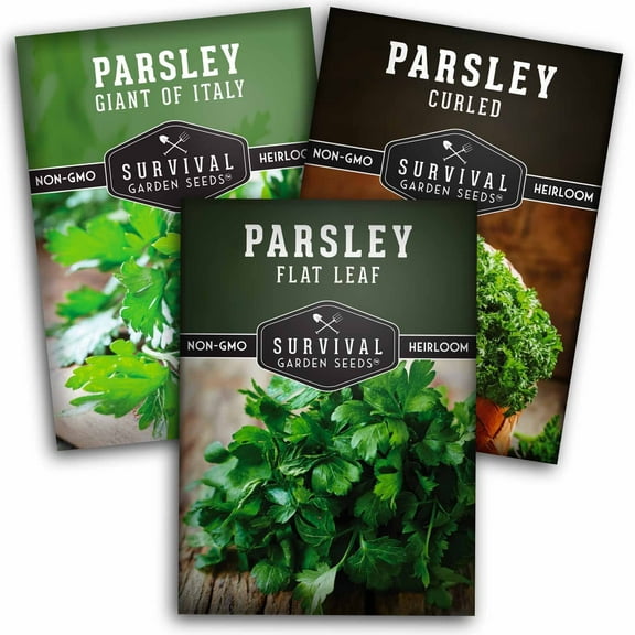3 Parsley Seeds Collection - Heirloom Herb Seeds for Planting - Flat Curled Italian Giant - Full Sun - Biennial