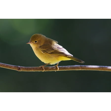 Fairbanks Imports Posterazzi Female Wilsons Warbler (Wilsonia Pusilla) Perched On Mountain Ash Branch Fairbanks Alaska Summer Canvas Art - Kenneth Whitten Design Pics (38 x 24) ()