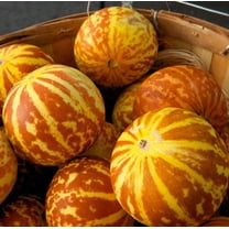CZ Grain, Tigger Melon Seeds, 20 Rare Exotic Fruit Seeds to Plant ...