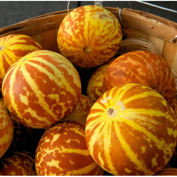 20 Rare Tigger Melon Seeds | Exotic Garden Fruit Seeds to Plant | Sweet Exotic Melons, Grow and Eat