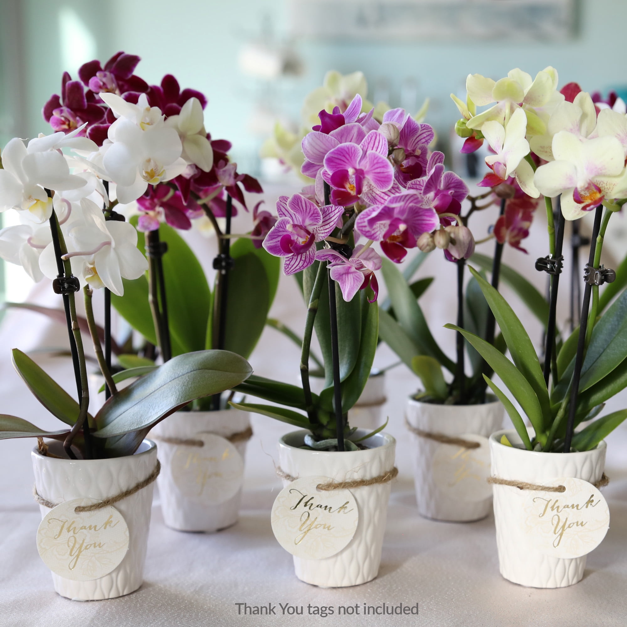Just Add Ice 20-Pack Mini Multicolor Orchids Live Plant Party Favors, 6-10" Height in 2.5" Diamter White Ceramic, House Plant