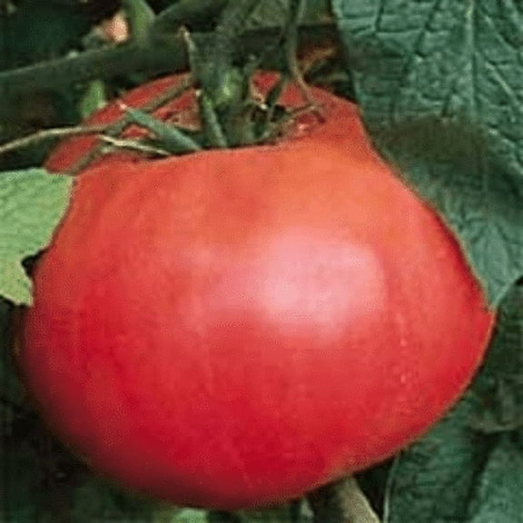 Brandywine Red Tomato Plant – Two Plants