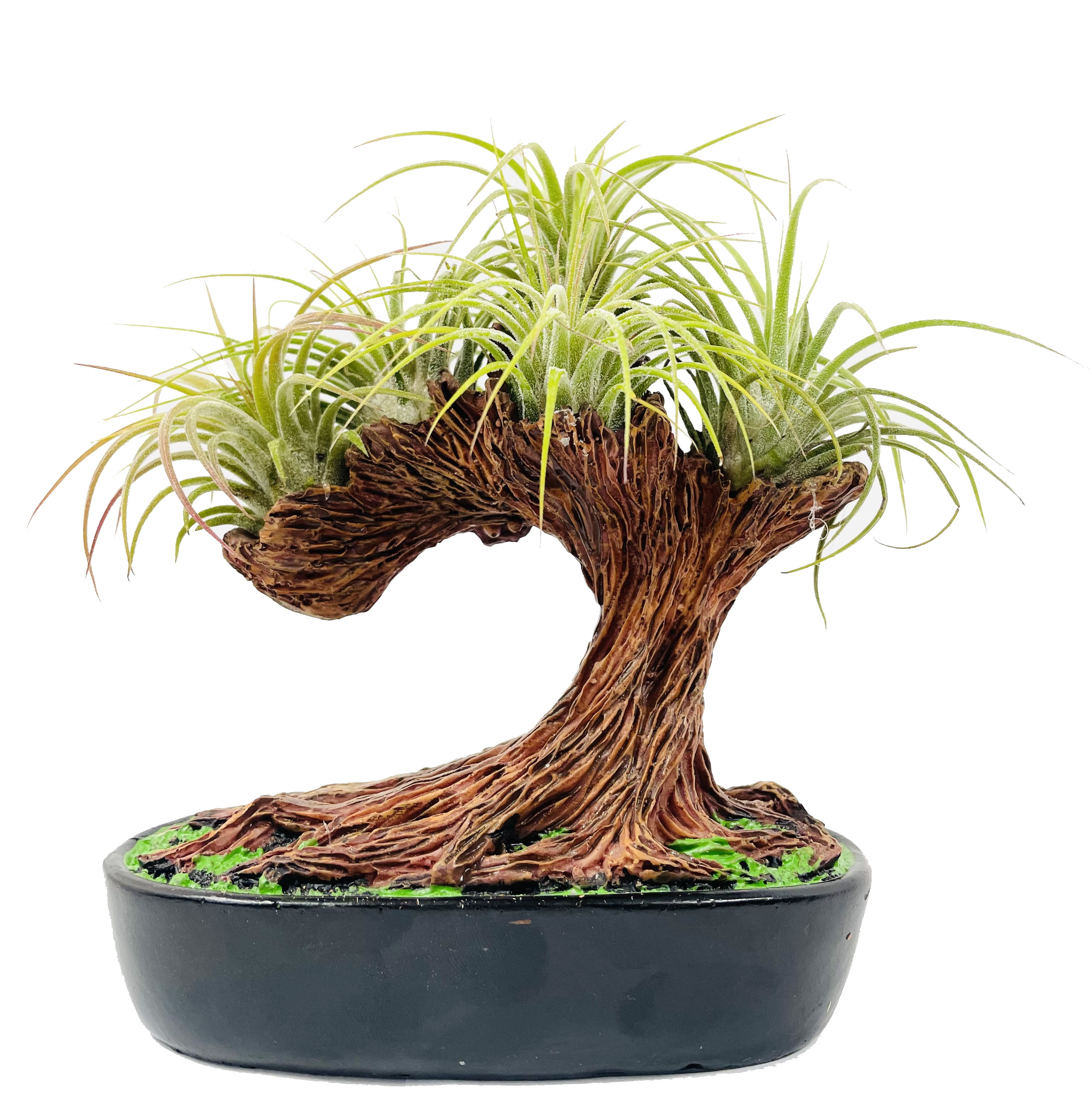 Ionantha Bonsai Air Plant Tree 5 Live Plants in an Artificial Bonsai