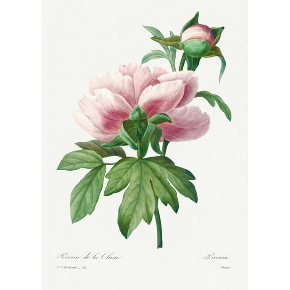 Botanical Plant Print - Pink Peony by Pierre Joseph Redoute - 12" x 18" Art Print Wall Decor