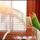 thumbnail image 4 of Percha para loros, soporte para pájaros, varilla, palo rascador para loros, jaula para pájaros, percha, percha para periquitos, juguete para pájaros, 4 of 6