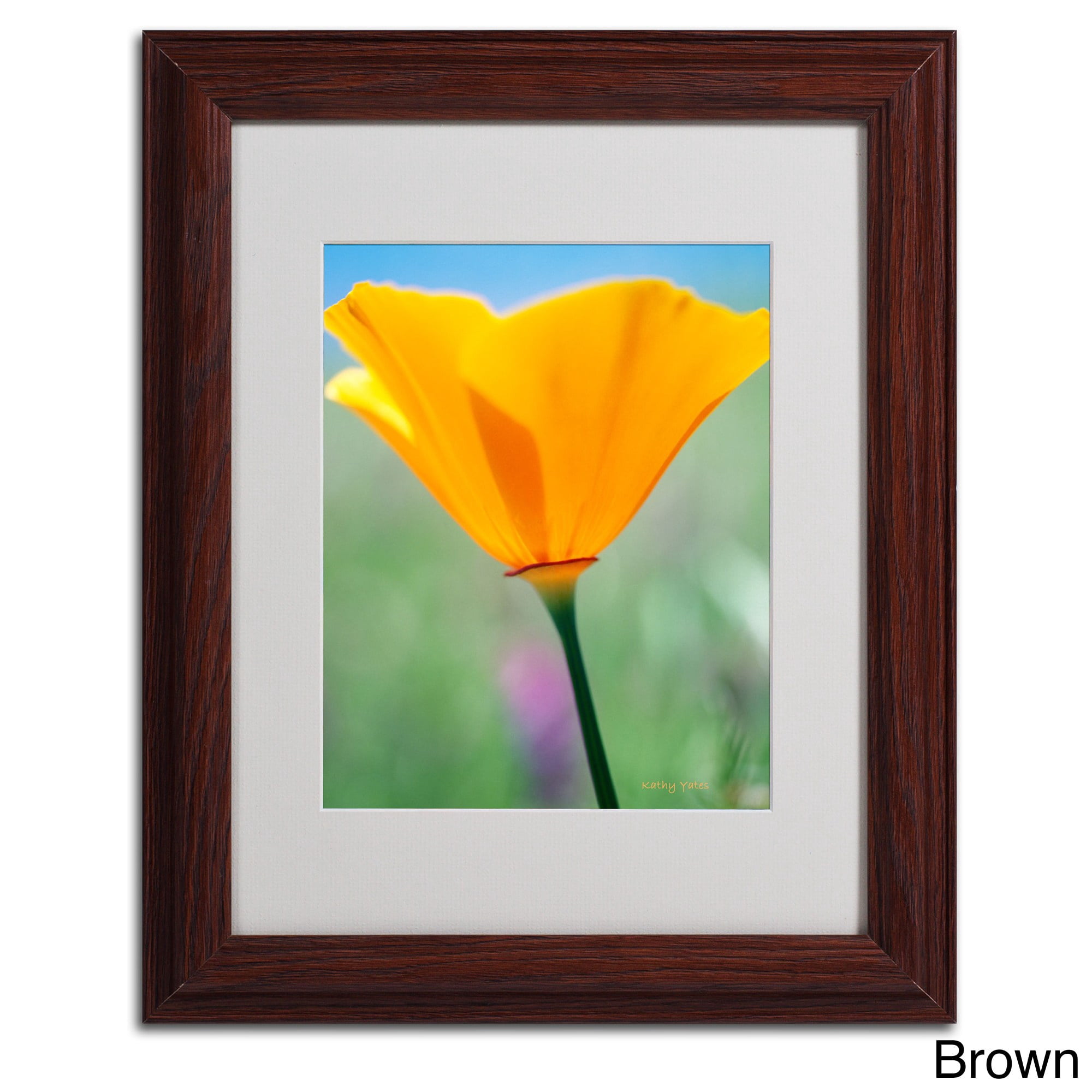 Trademark Fine Art 'California Poppy Closeup' 16" x 20" Black Frame Art (KY0031-B1620MF)