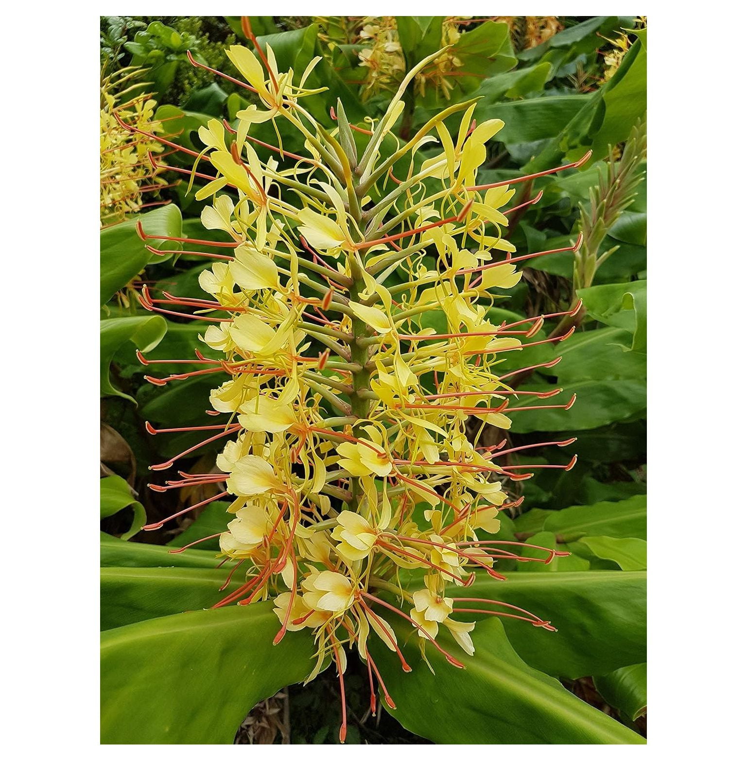 Hawaiian Yellow Kahili Ginger Plant Root ~ Grow Togo