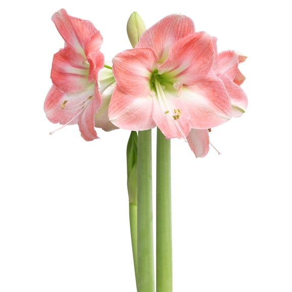 Apple Blossom Amaryllis - 20-22 cm bulb
