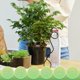 thumbnail image 4 of Sistema de riego automático XCF para plantas 8 dispositivos, 4 of 4