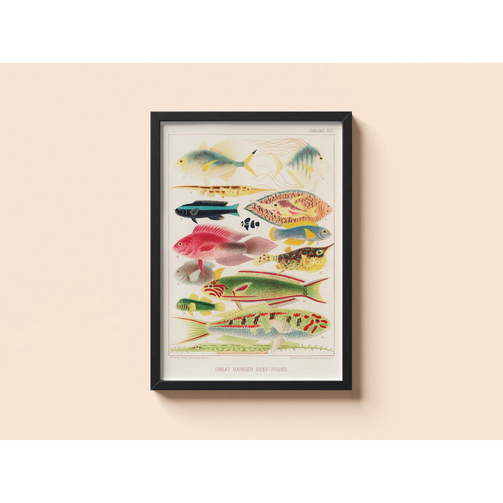 Vintage Great Barrier Reef Fishes William Saville-Kent Ocean Life Art Unframed Paper Print