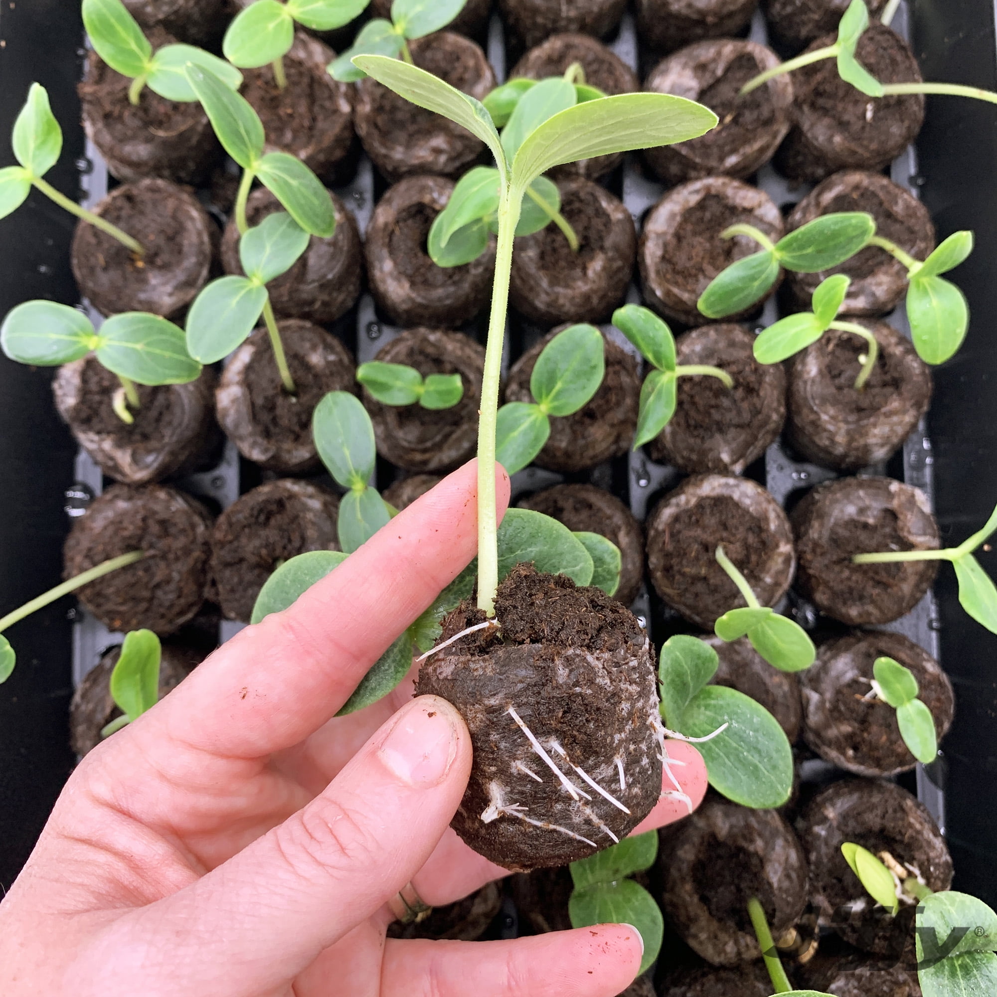 Jiffy 72 Cell Greenhouse Seed Starter Kit with 36mm Peat Pellets